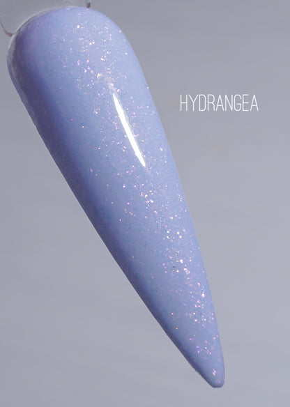 Hydrangea 976