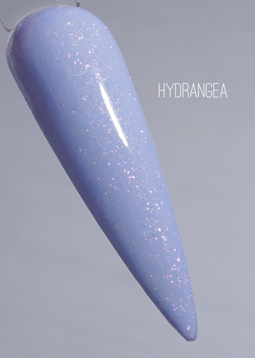Hydrangea 976