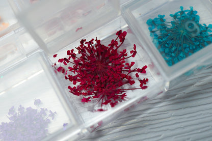Dried Flowers