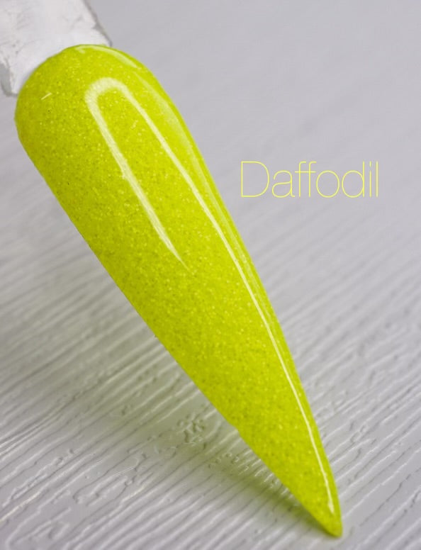 Daffodil 622
